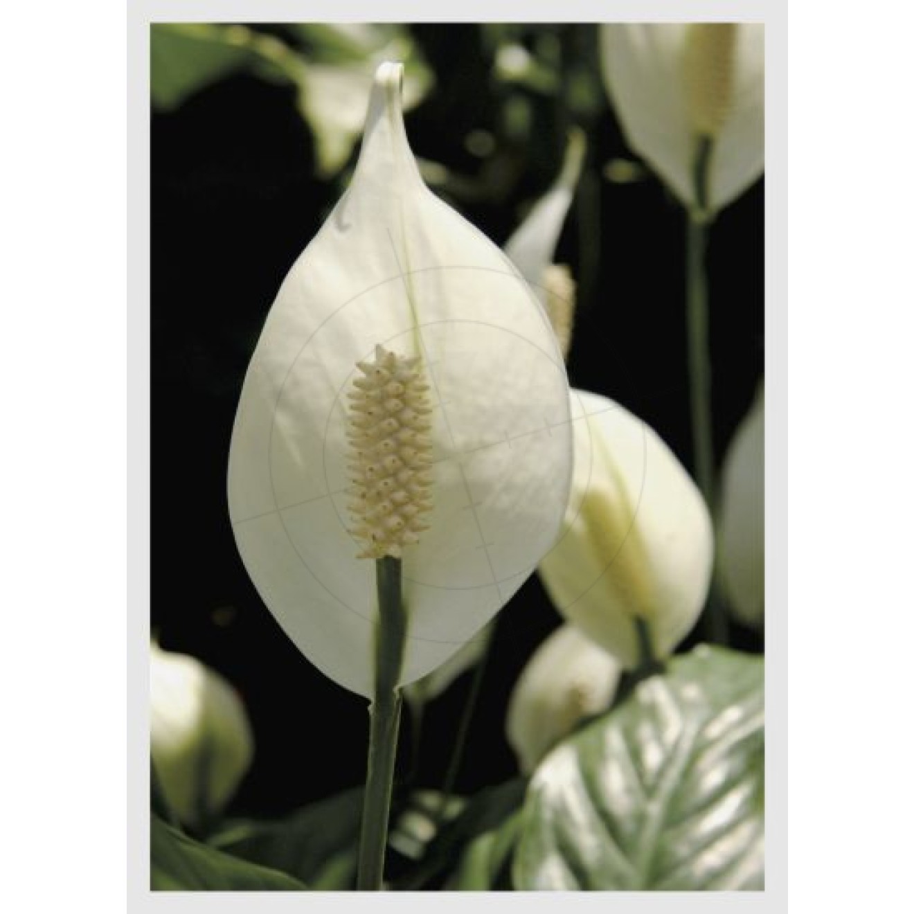 Spathiphyllum or peace lily