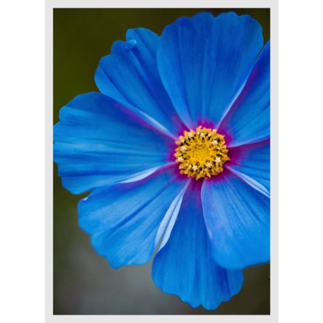 blue, single flower