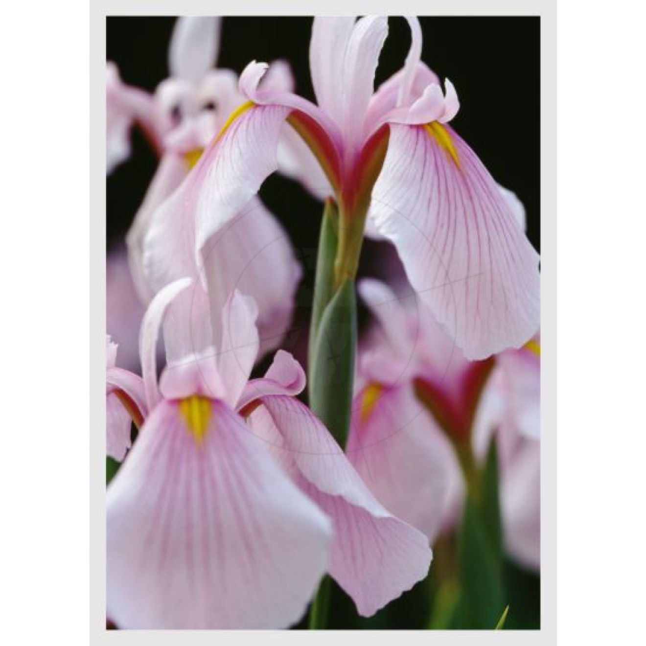 Iris, einzelne Blüte