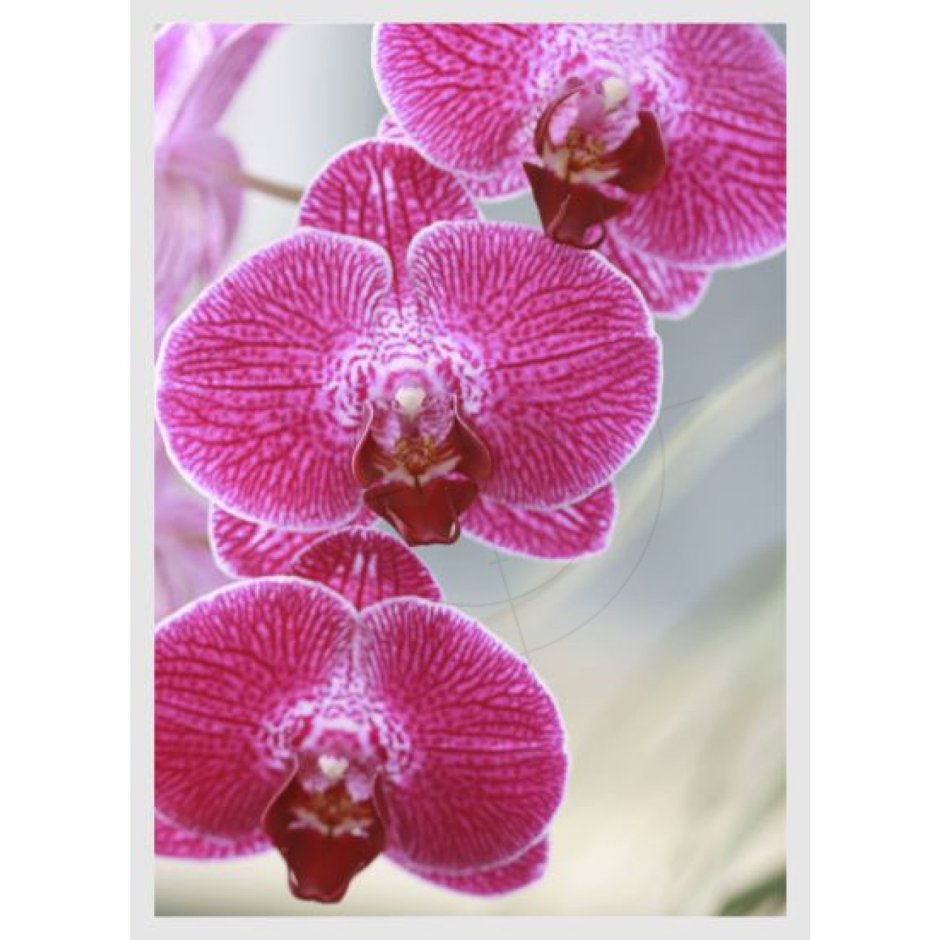 Orchideenblüten am Stengel, pink