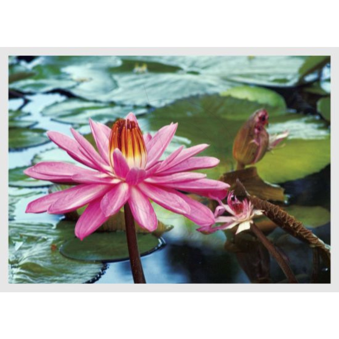 Water lily, Nymphaea, pink