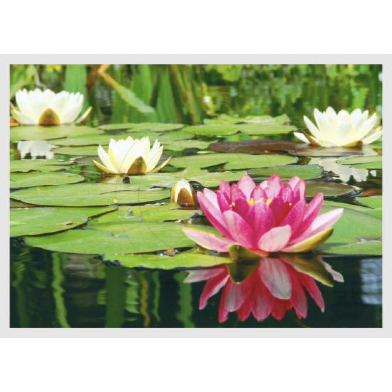 Water lily, pink