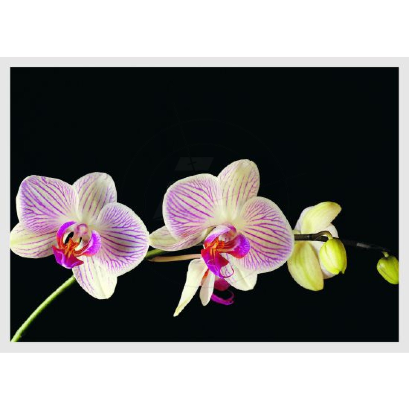 Orchideenblüten, einzelner Stängel