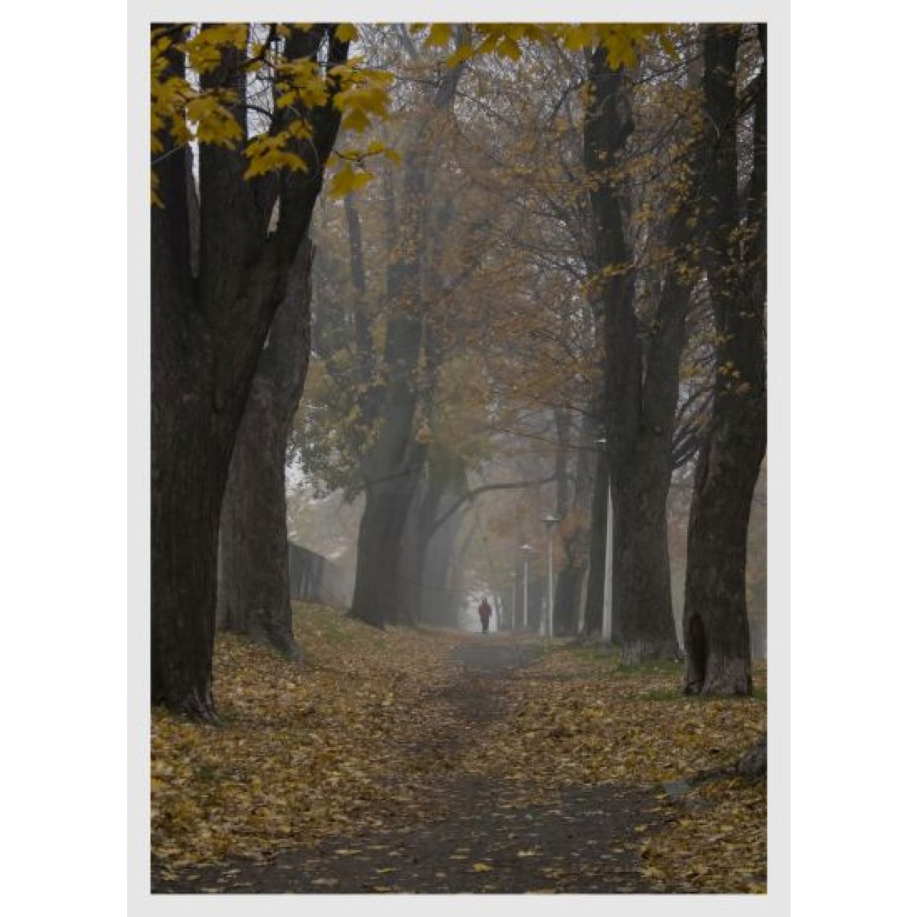 autumnal avenue road