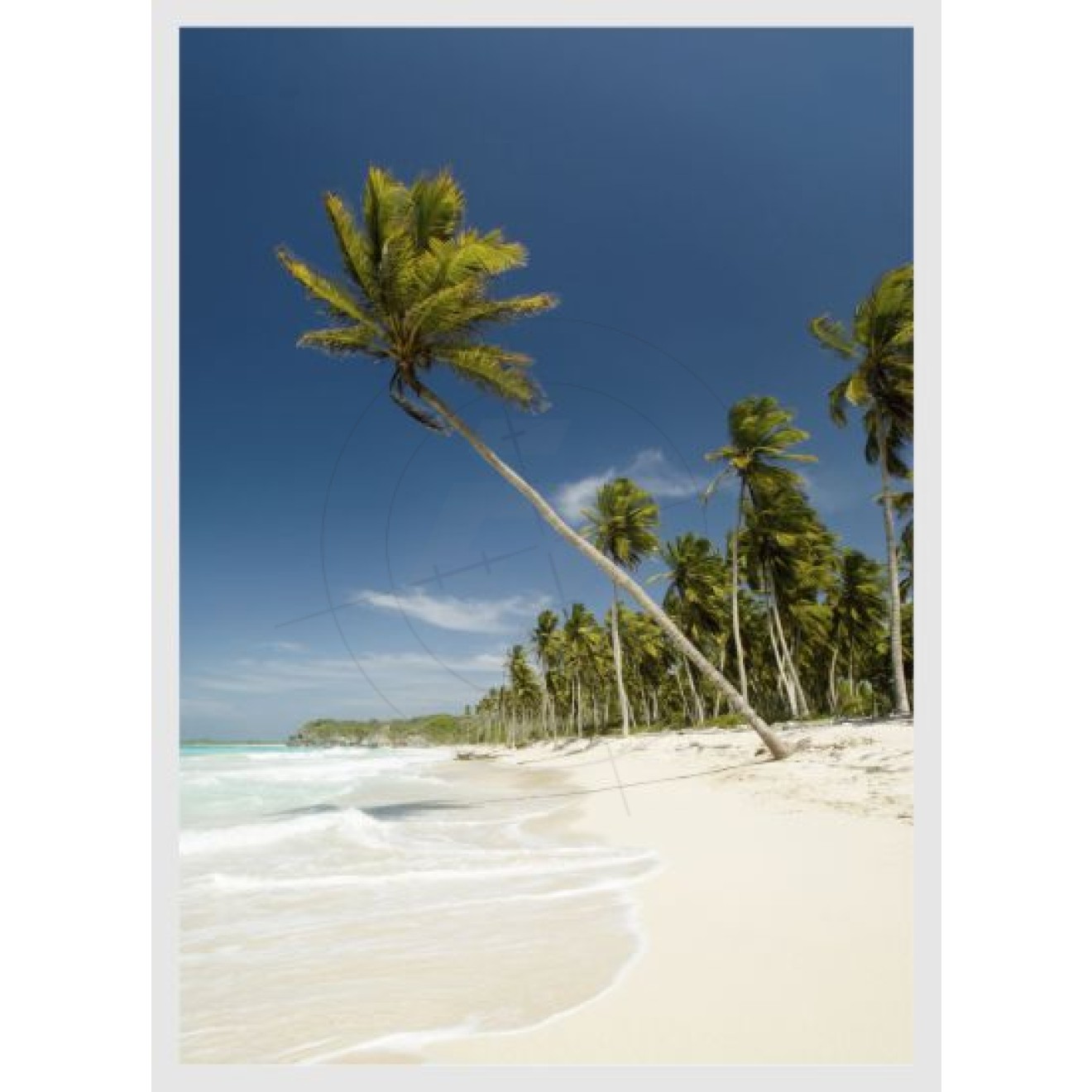 Palme am Strand, Schaufensteraufkleber und Fensterfolien online bestellen