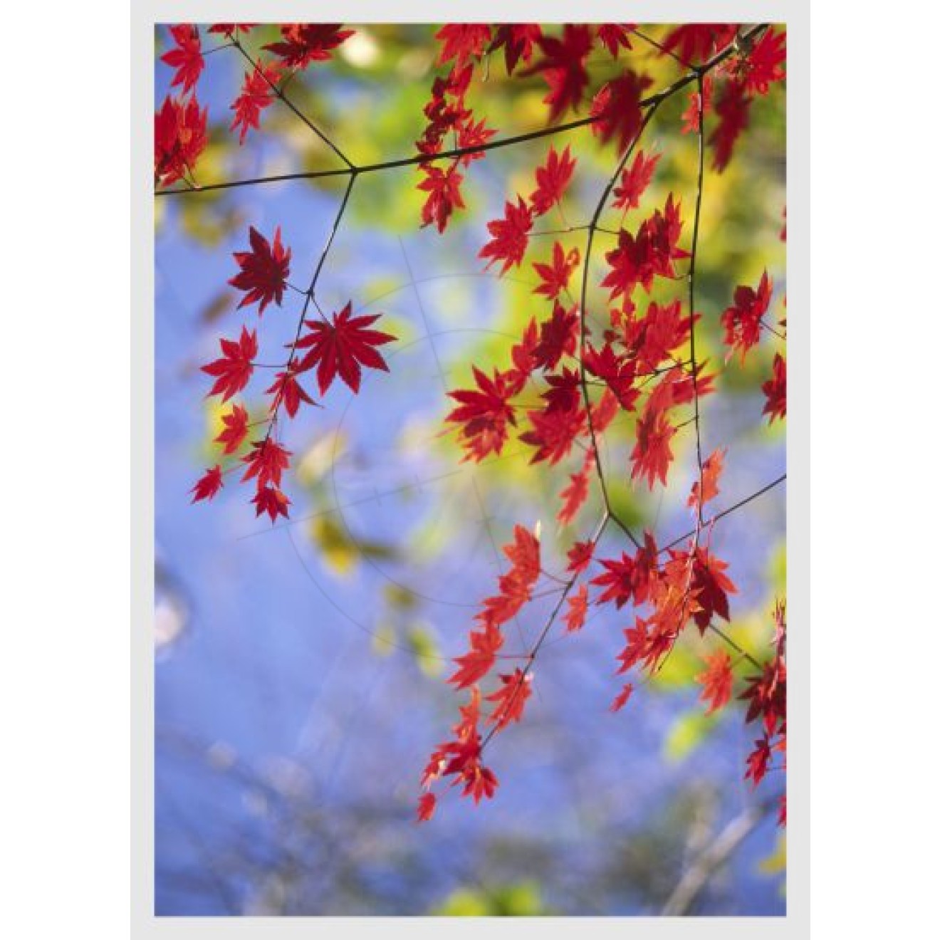 rote Blätter am Baum