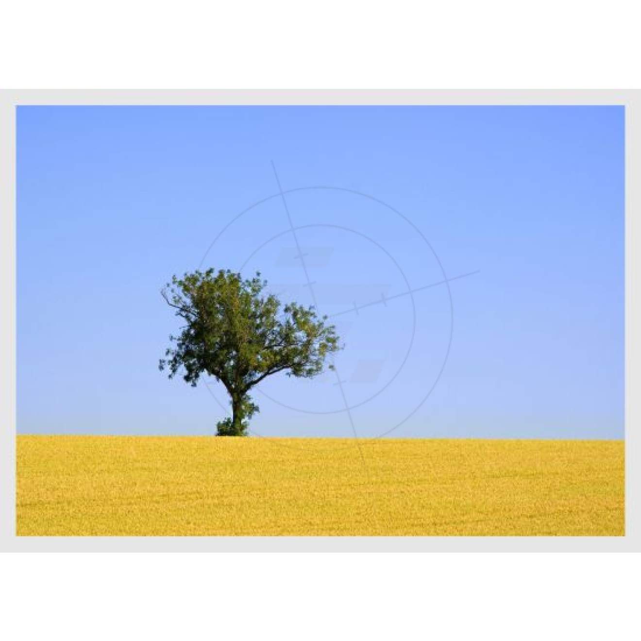 Wheat Field with tree