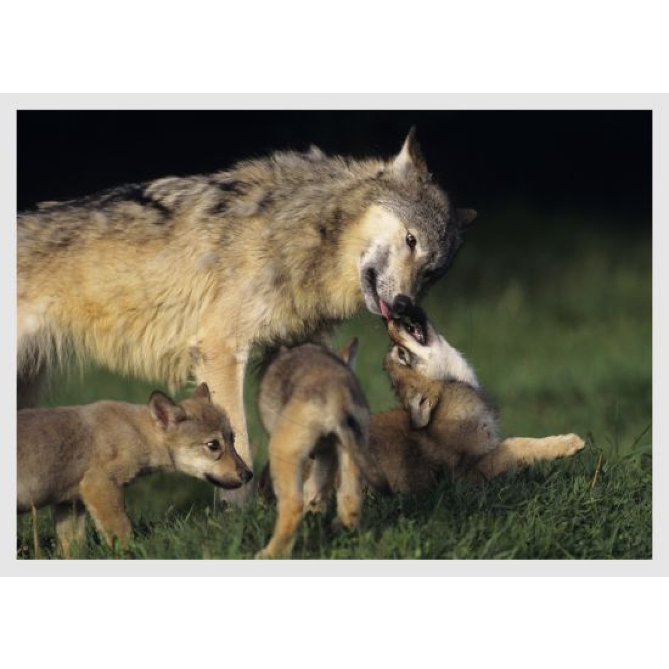 Wolf mit Jungtieren