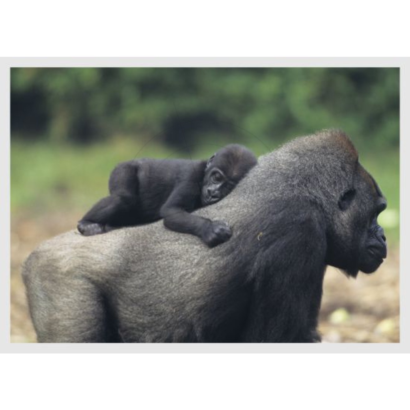 Gorilla with baby