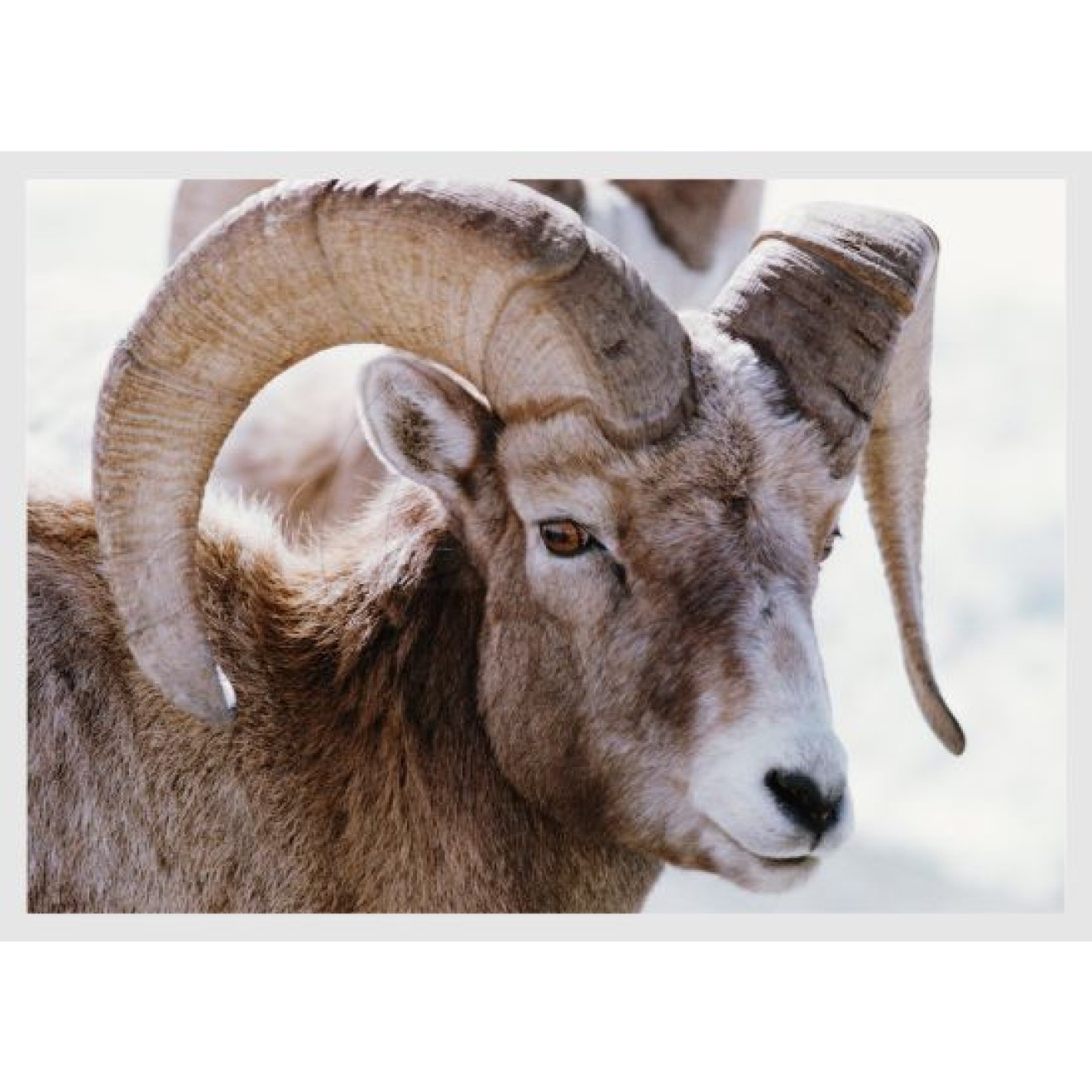Mouflon buck