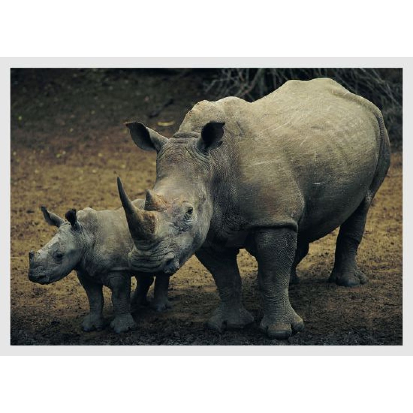 Rhino with cub
