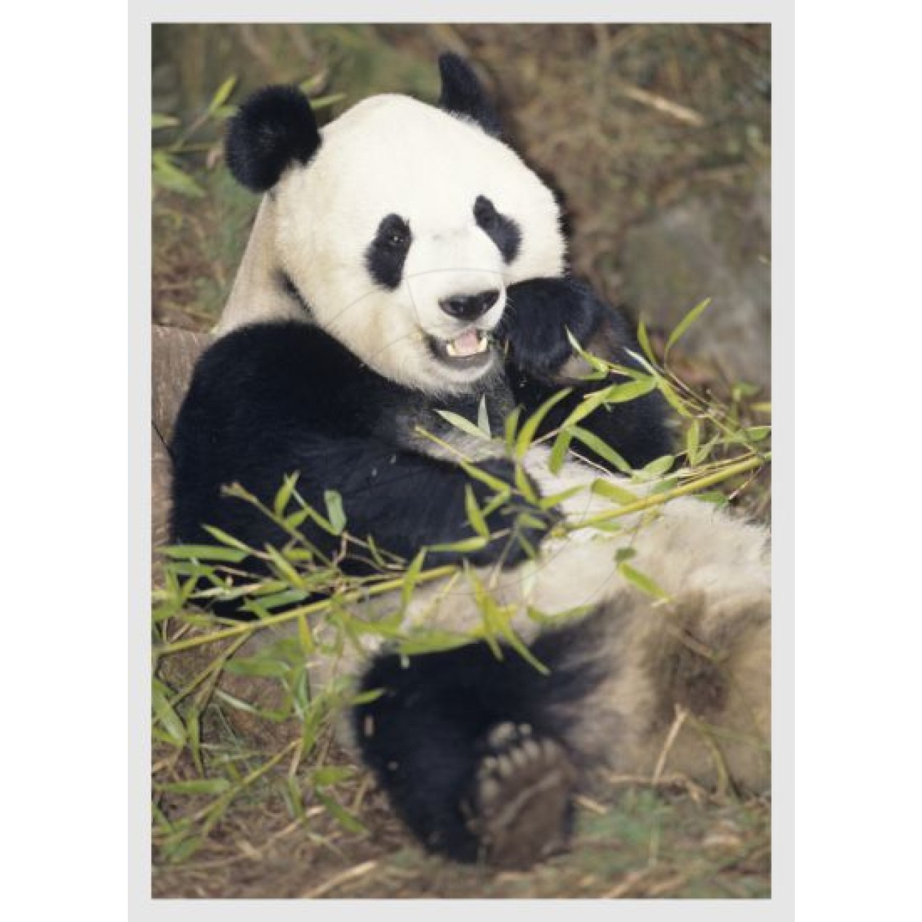 Pandabär mit Stroh