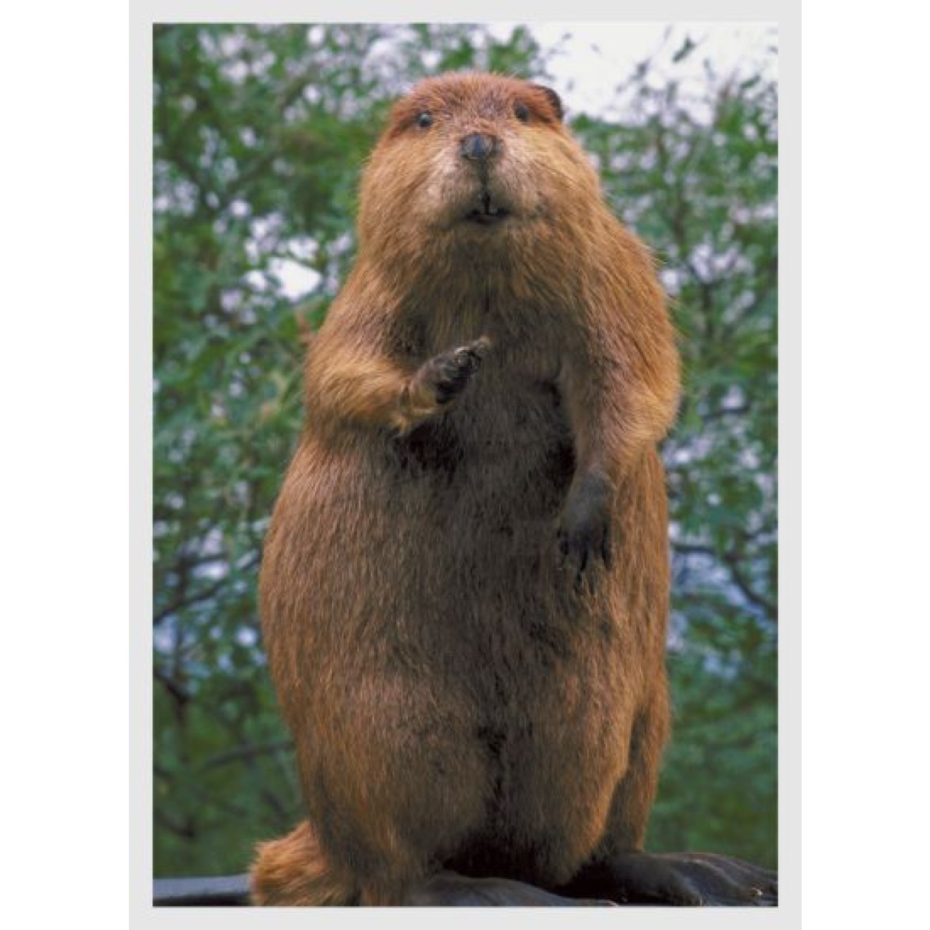 Beaver, otter
