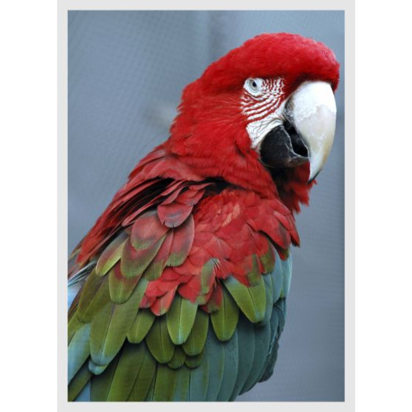 parrot
