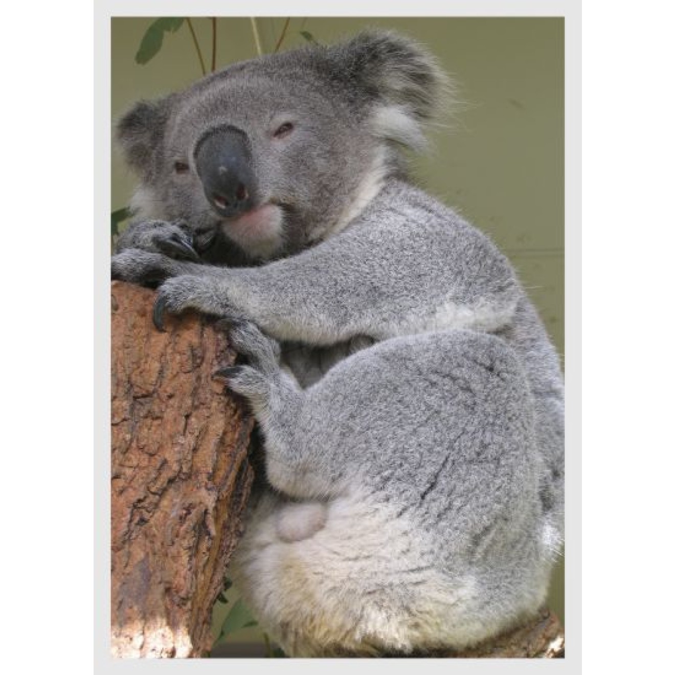 Koalabär