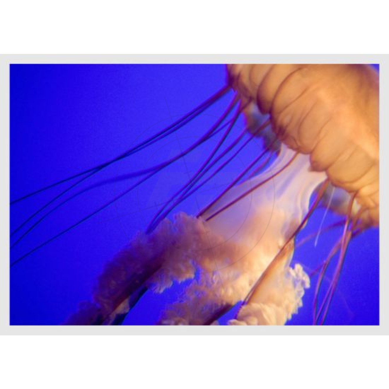 Medusa jellyfish