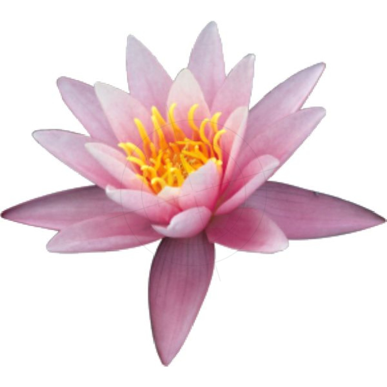 Stickers water lily