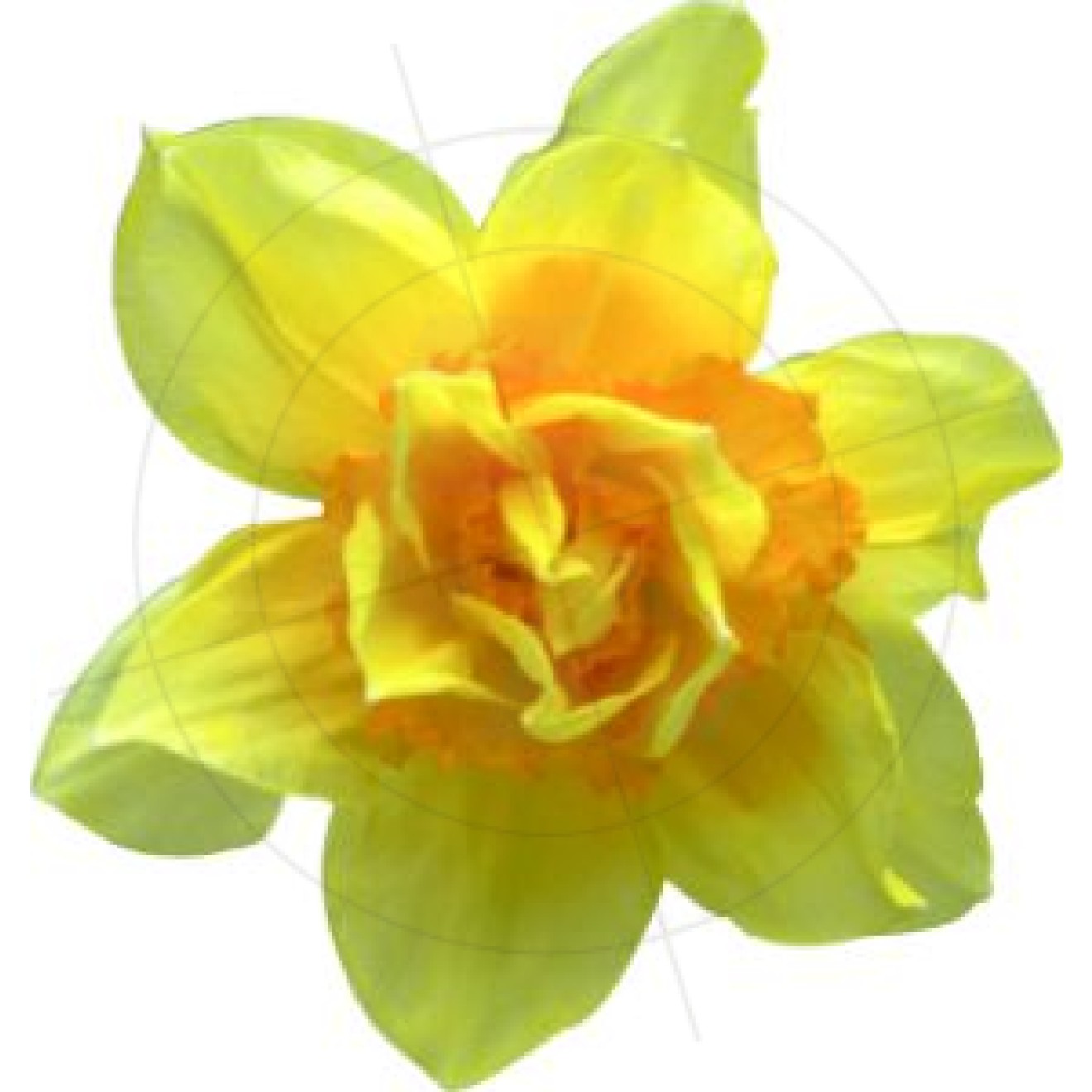 Stickers daffodil