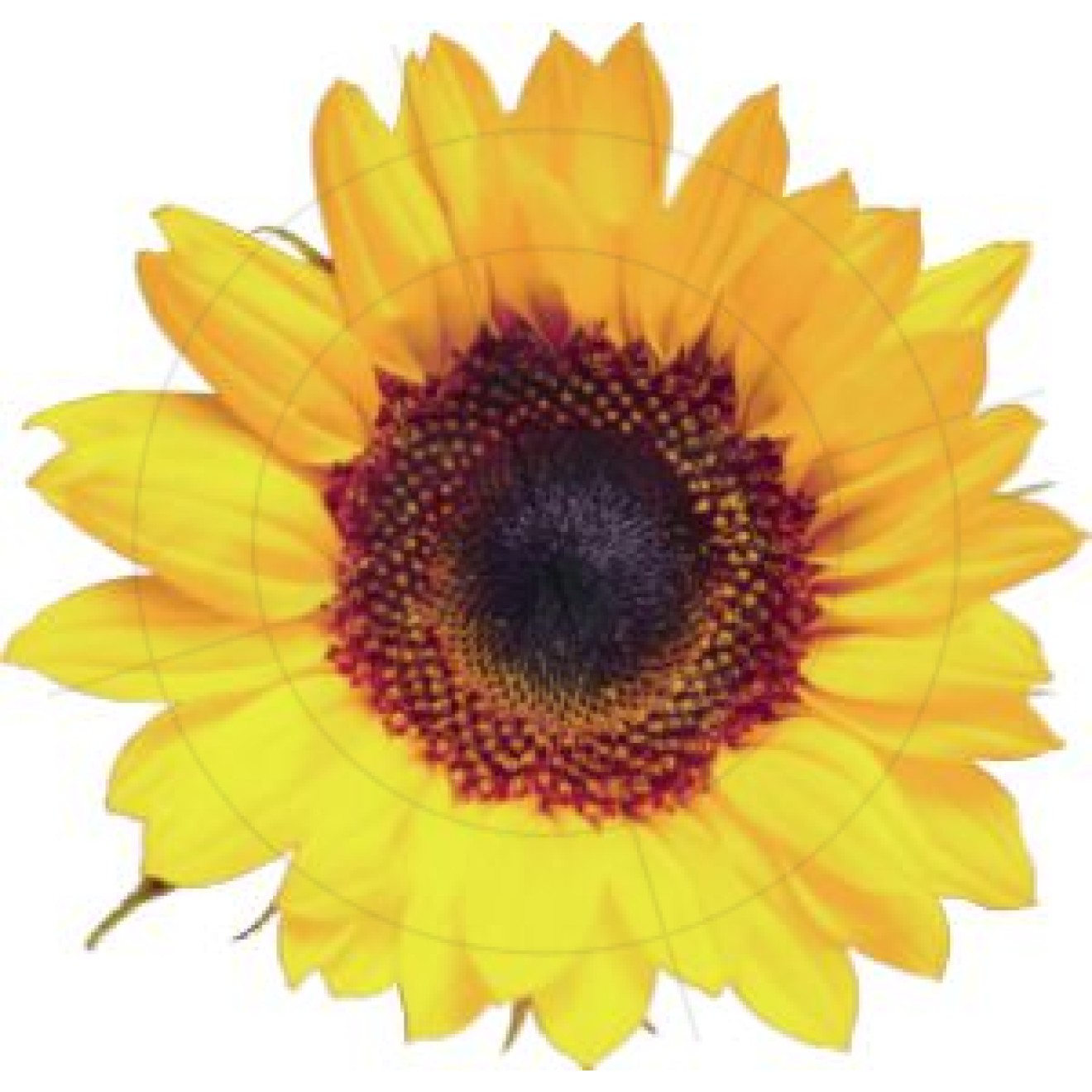 Aufkleber Sonnenblume
