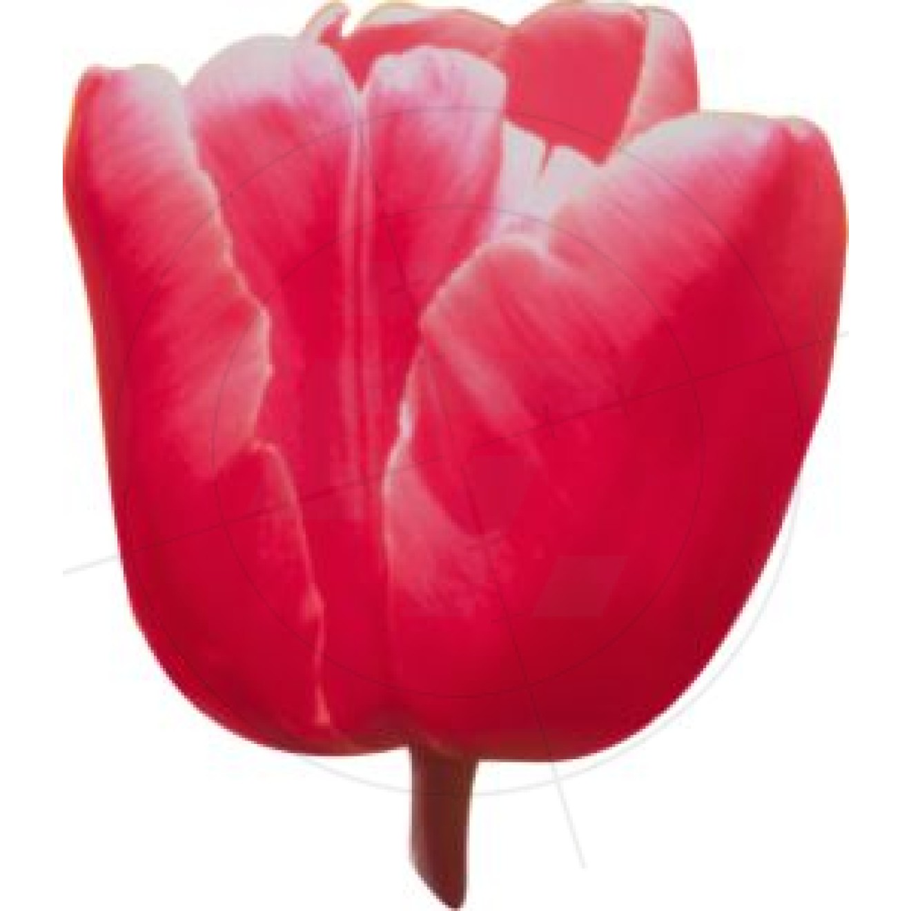 Aufkleber Tulpe