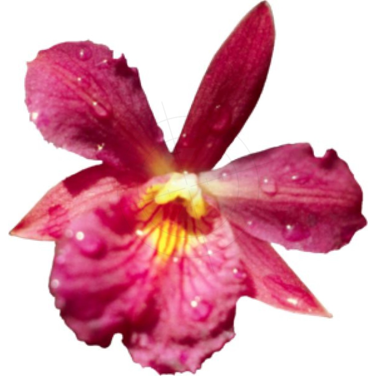 Stickers Orchid with dewdrops