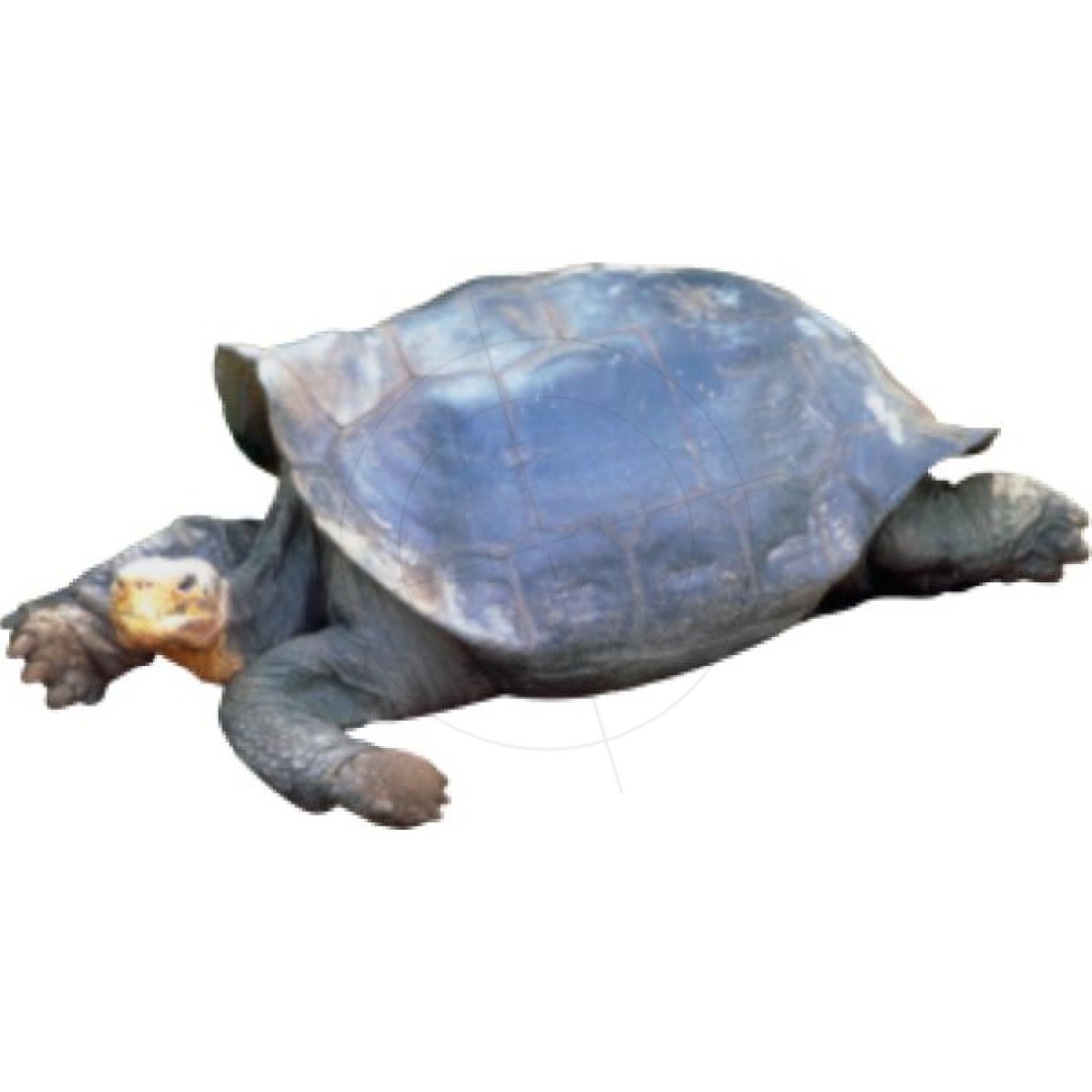 Schildkröte 3