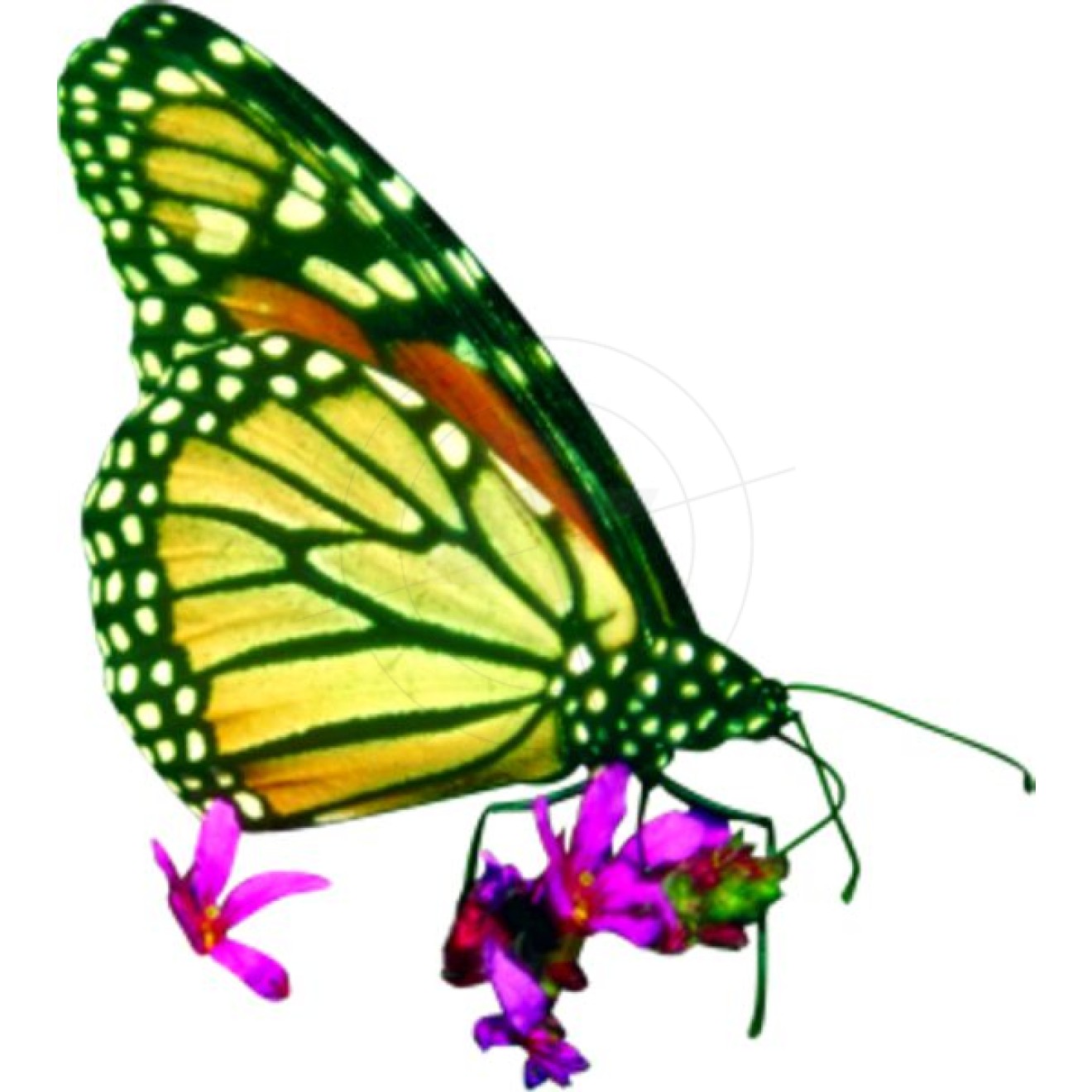Schmetterling mit Blüten