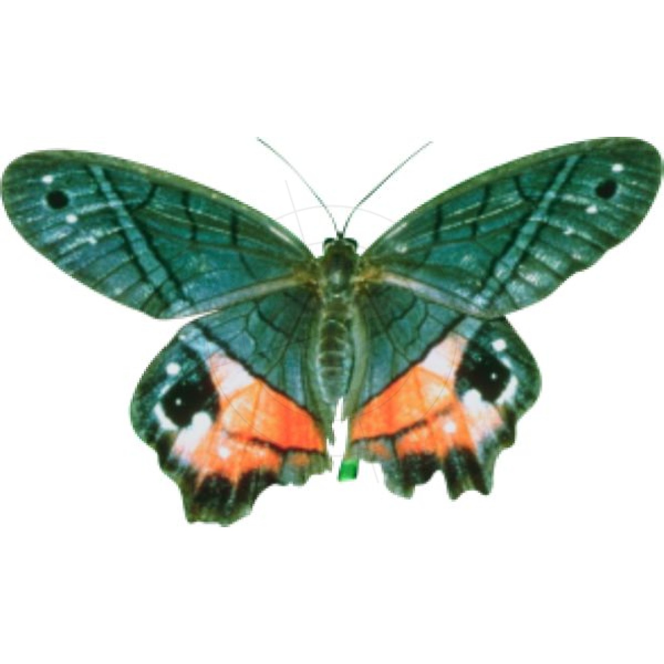 Schmetterling 9