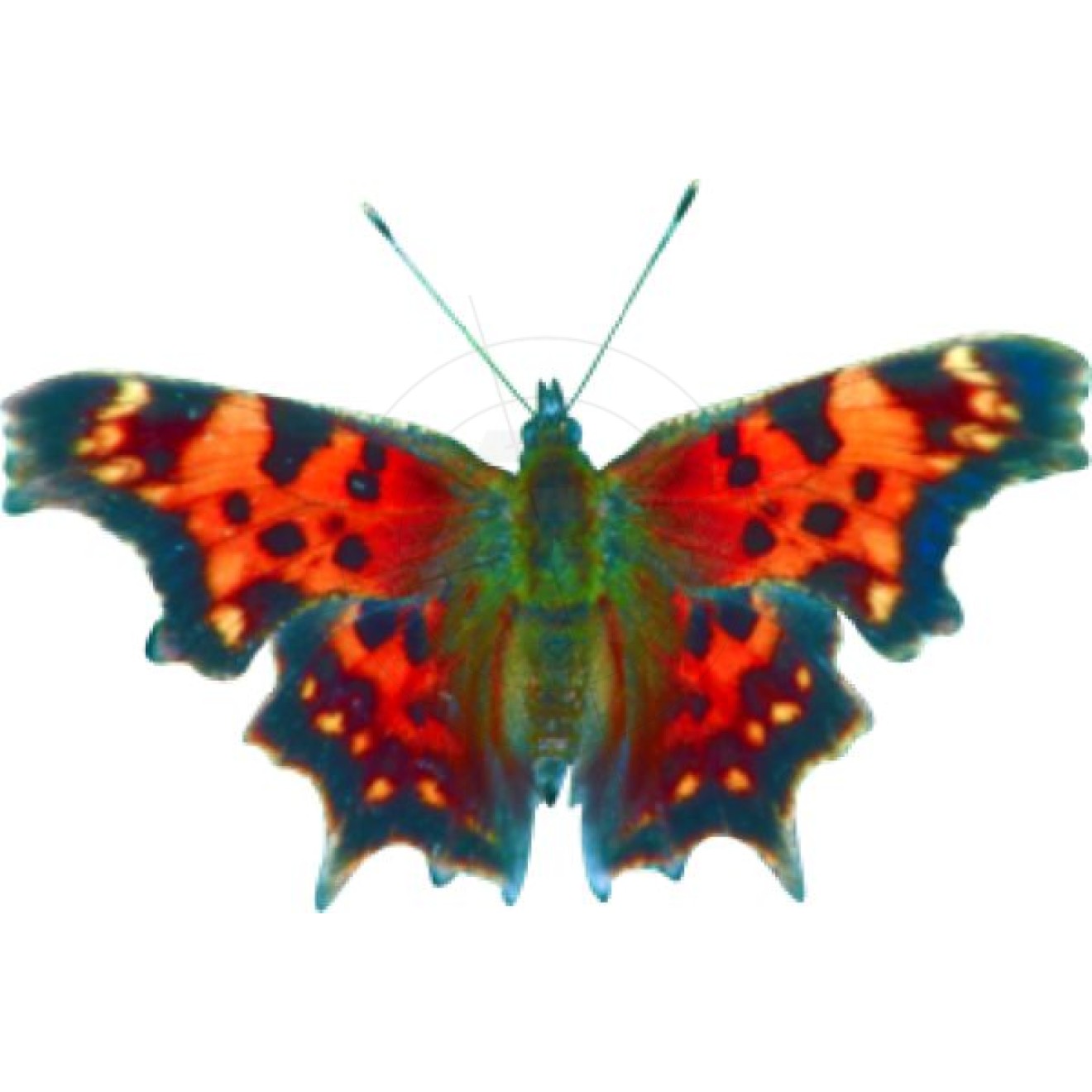 Schmetterling 10