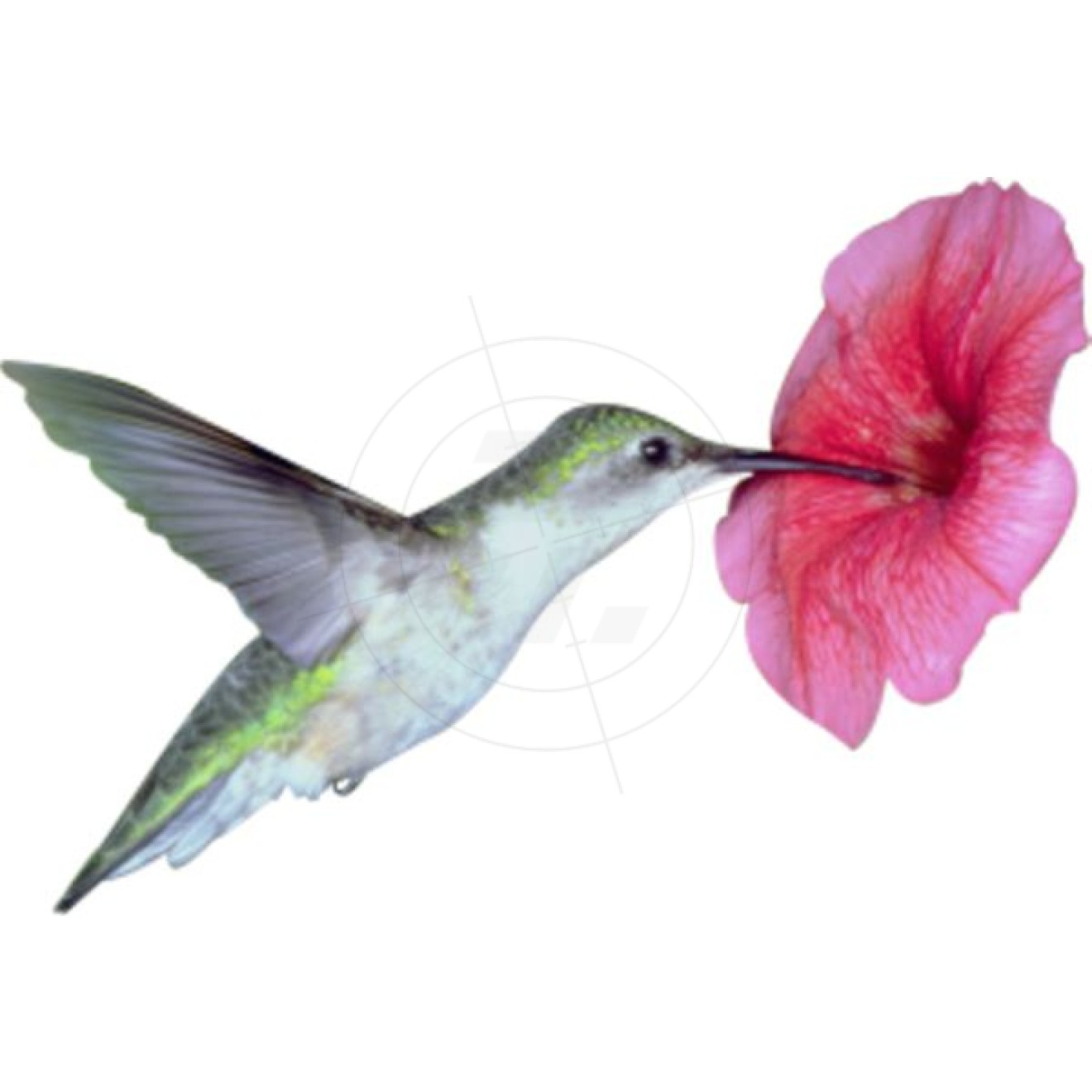 Hummingbird with flower
