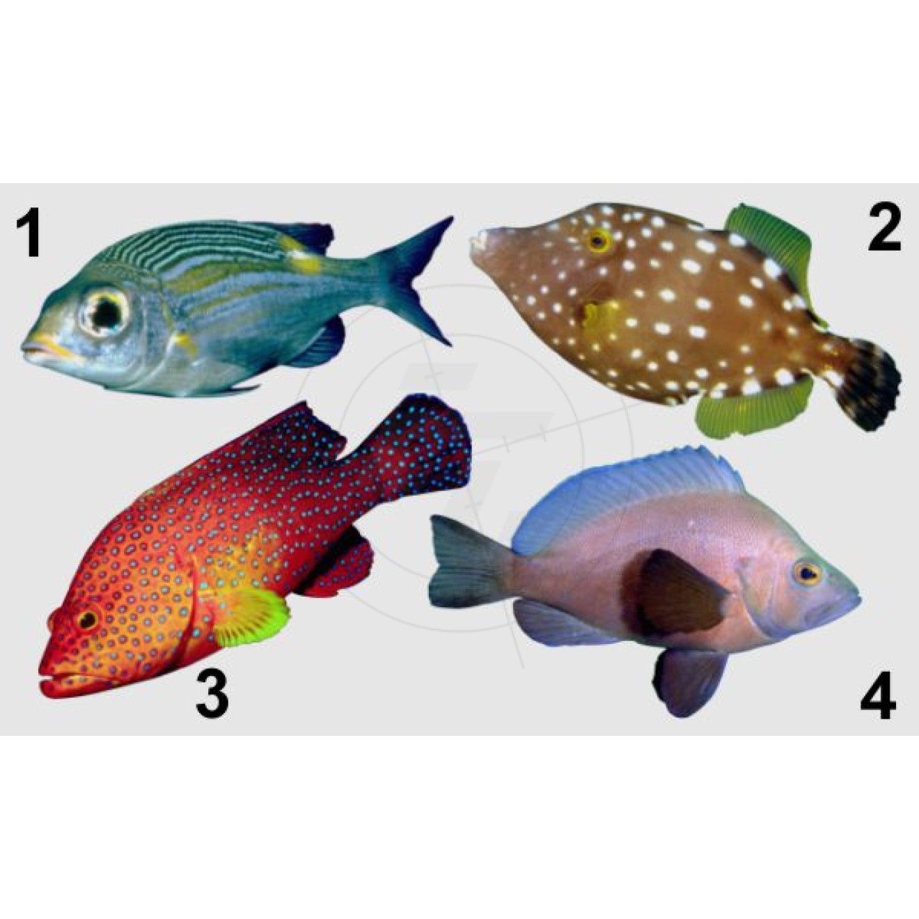 Fische, verschiedene Arten