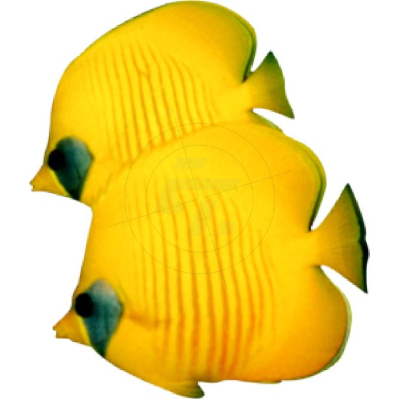 Coral fish, yellow, 1 pair