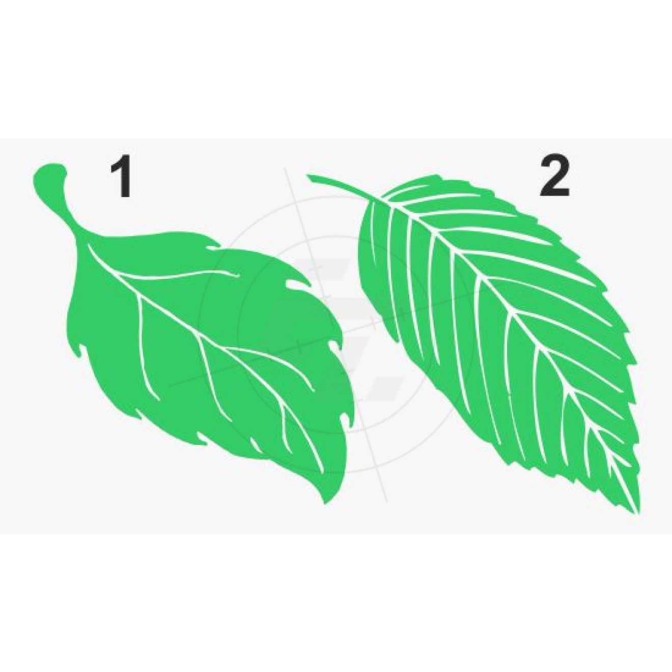 Linden leaves