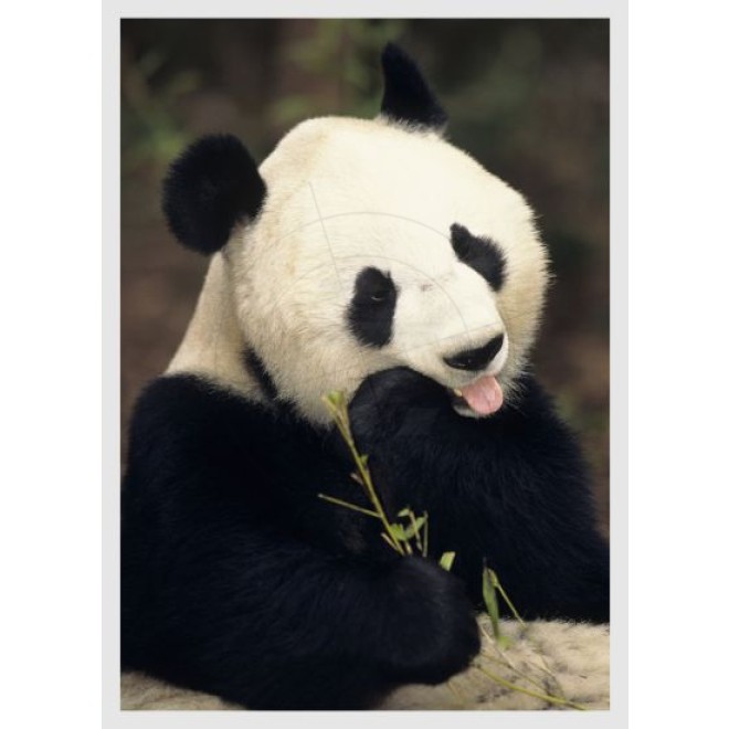 Pandabär, Schaufensteraufkleber und Fensterfolien online bestellen