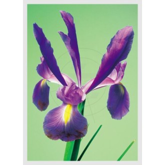 Iris, single bloom