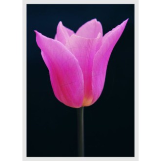 Tulpe, einzelne Blüte