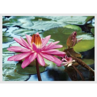 Water lily, Nymphaea, pink