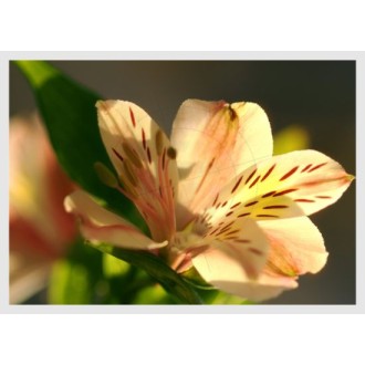 Lily, single flower