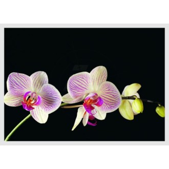 Orchideenblüten, einzelner Stängel