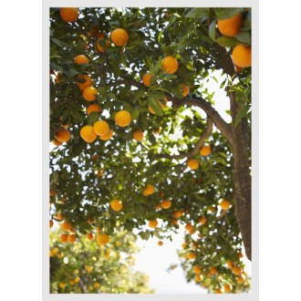 Orange Tree
