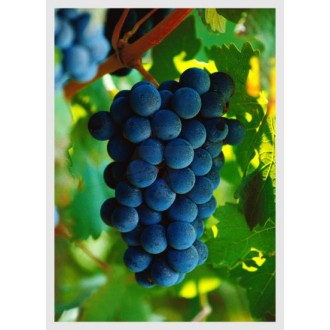blue grape