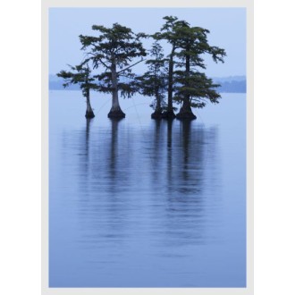 Trees in the Water