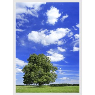 Tree with clouds