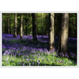 Wald mit blauen Glockenblumen