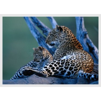 Leopard mit Jungtier