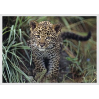 Leopardenbaby