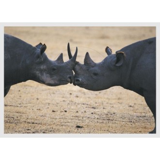 Fighting rhinos