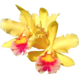 Aufkleber Orchideenblüte