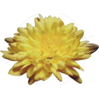Aufkleber Chrysantheme