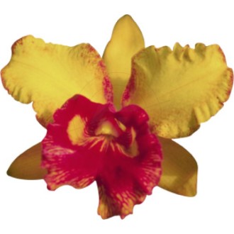 Aufkleber Orchidee, zweifarbig